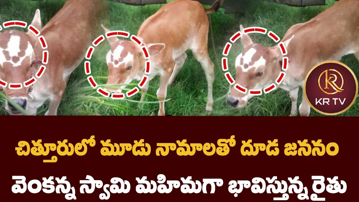 చిత్తూరులో మూడు నామాలతో దూడ జననం – వెంకన్న స్వామి మహిమగా భావిస్తున్న రైతు