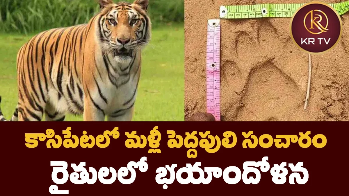 కాసిపేటలో మళ్లీ పెద్దపులి సంచారం: రైతులలో భయాందోళన
