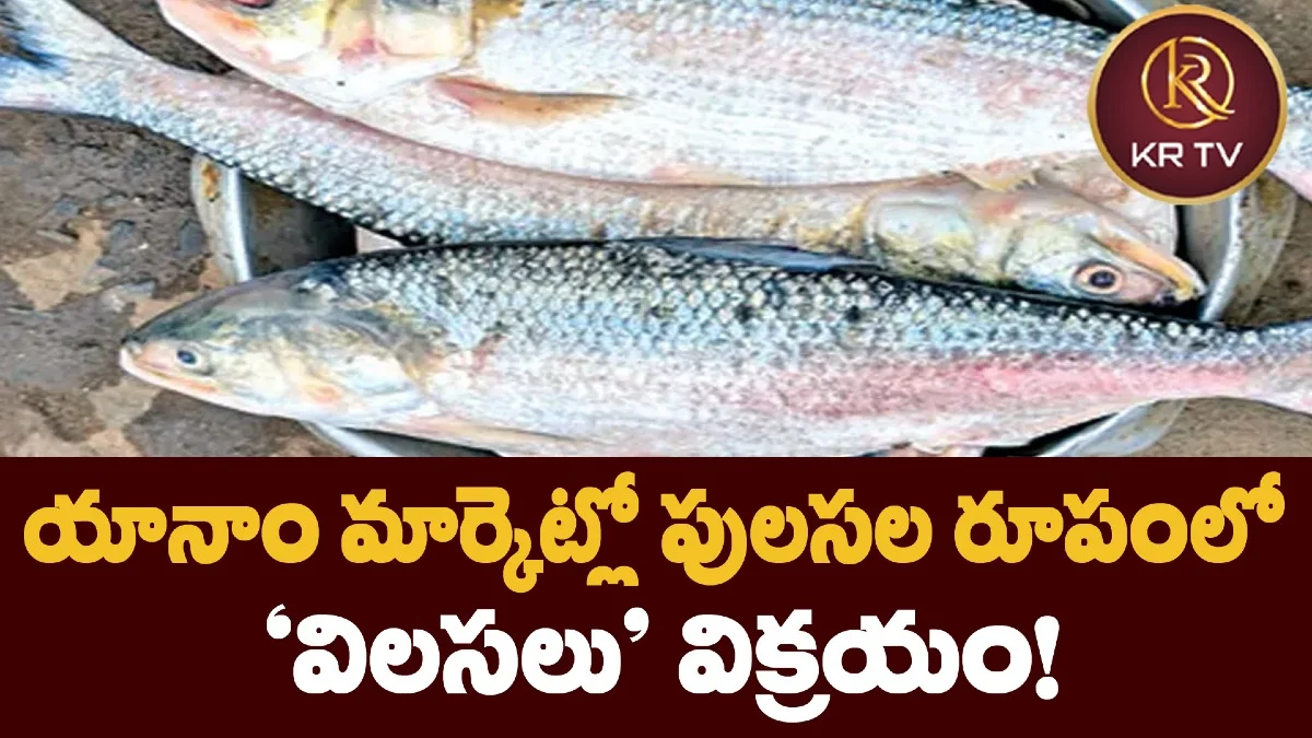 యానాం మార్కెట్లో పులసల రూపంలో 'విలసలు' విక్రయం!