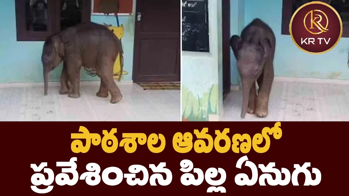 పాఠశాల ఆవరణలో ప్రవేశించిన పిల్ల ఏనుగు